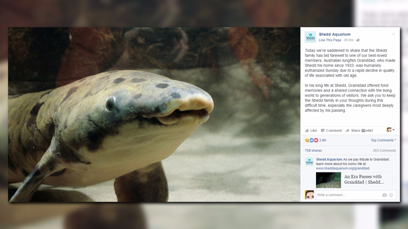 Granddad, the oldest living fish in captivity, has died